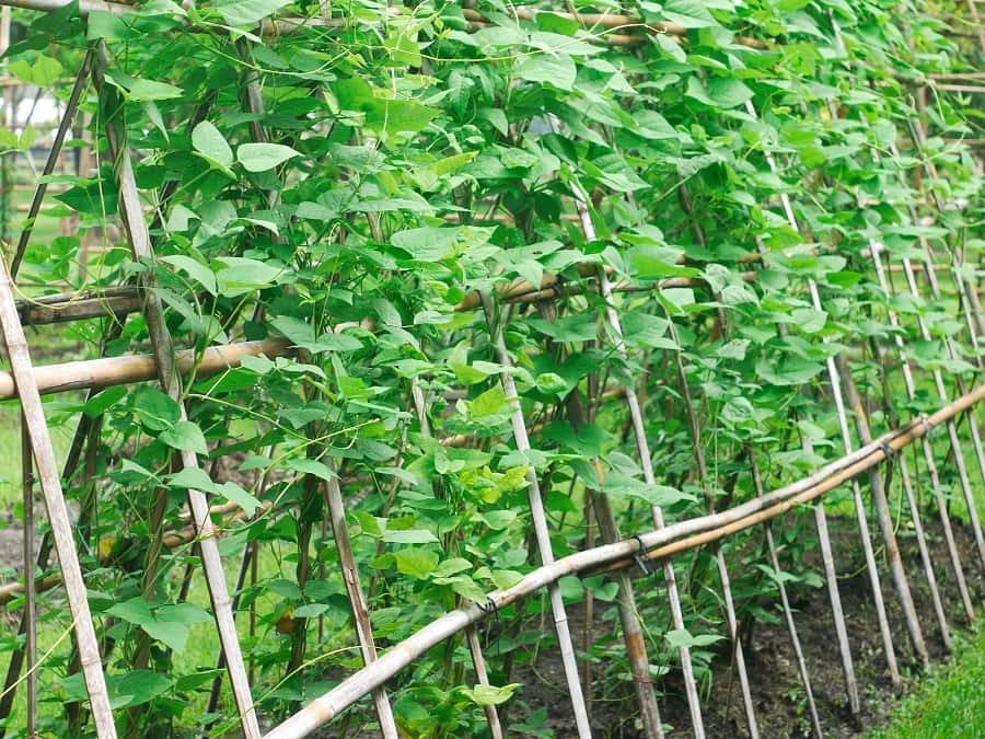 Comment réussir les haricots à rames — free download